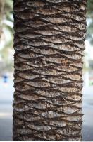 photo texture of palm bark 0007